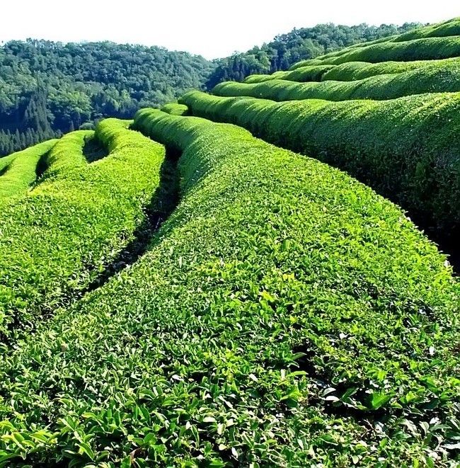 Terraced tea plantation on the green hills of Lankaran in southern Azerbaijan
